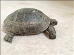 REHOMED!!! - Spur-Thighed Tortoise (Ibera) : Male - (Popsy)